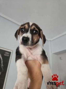 Ράτσα: Άγνωστο - Ημίαιμο | Ηλικία: 2 μηνών | Φύλο: Θηλυκό | Αρ. Microchip: - | Ημίαιμο | Περιοχή: Νέα Σμύρνη, Αττική